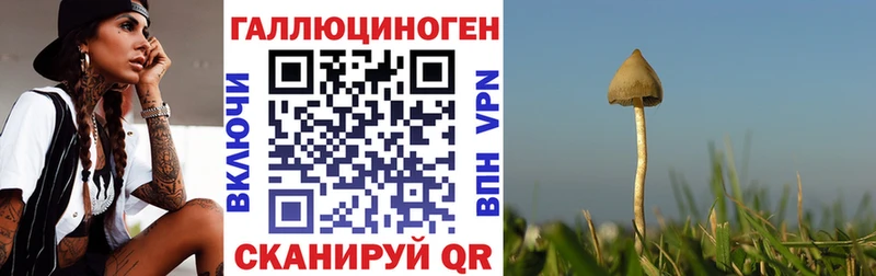 Псилоцибиновые грибы Psilocybine cubensis  Лабинск 